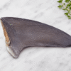 Shark Fin 100g