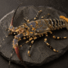 Tiger Lobster 1 kg